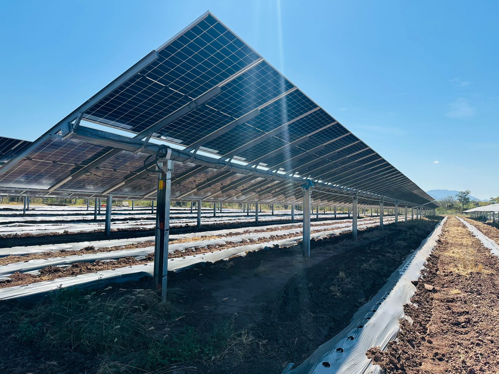 cultivo de agrovoltaica y paneles solares