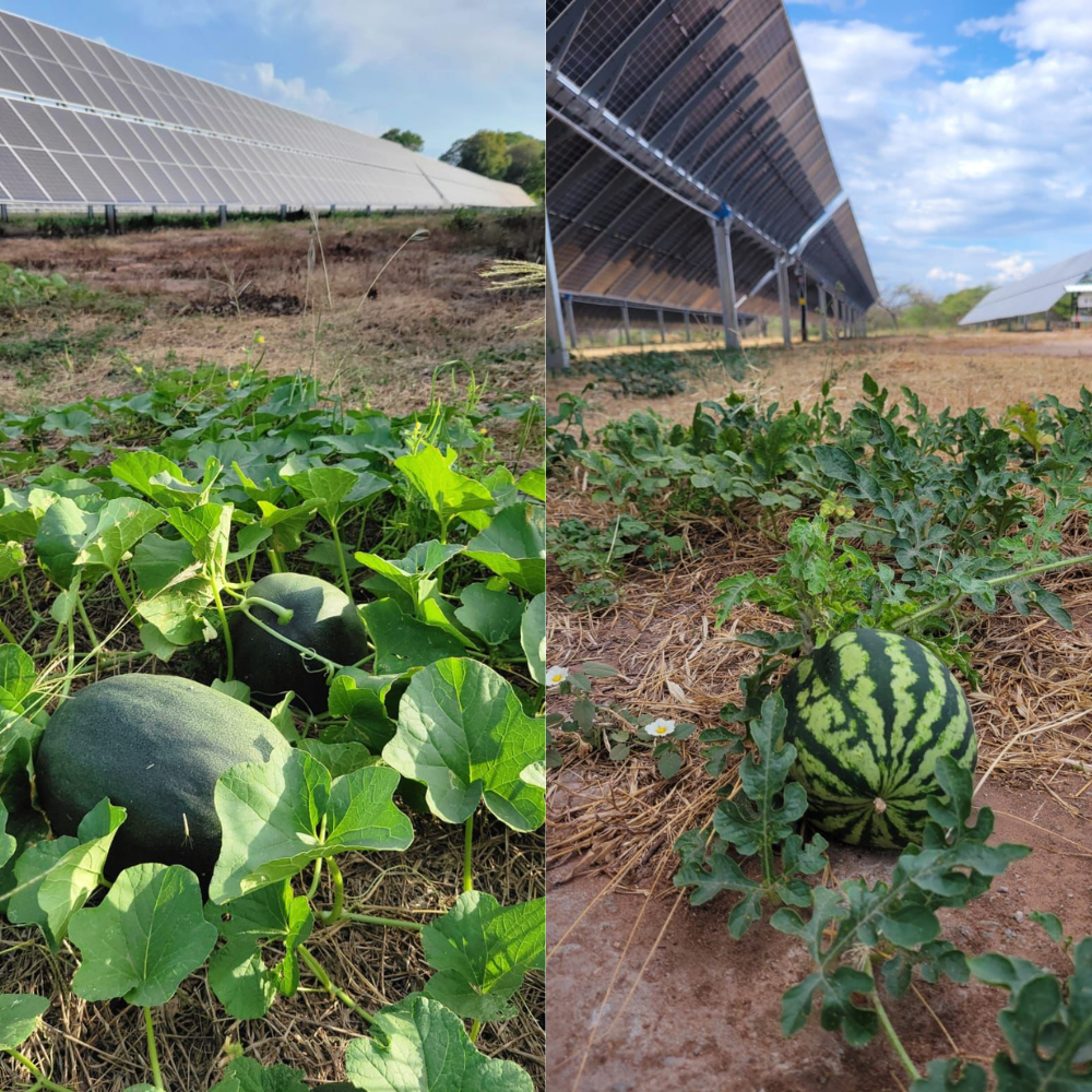 dos fotos de sembrado de melon y sandia en proyecto agrovoltaico